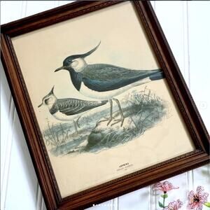 Antique Lapwing Hand Colored Bird Chromolithograph Print Vanellus Cristatus